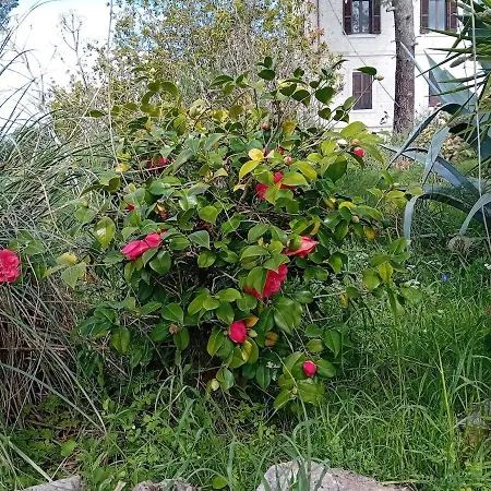 Torre Marinella Country house *